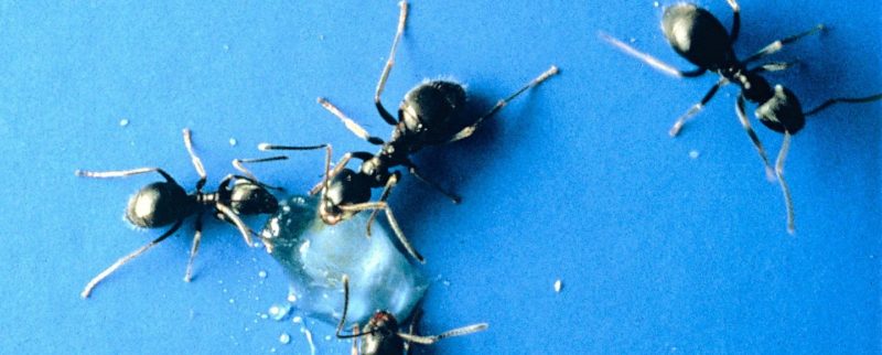 Ants Above View