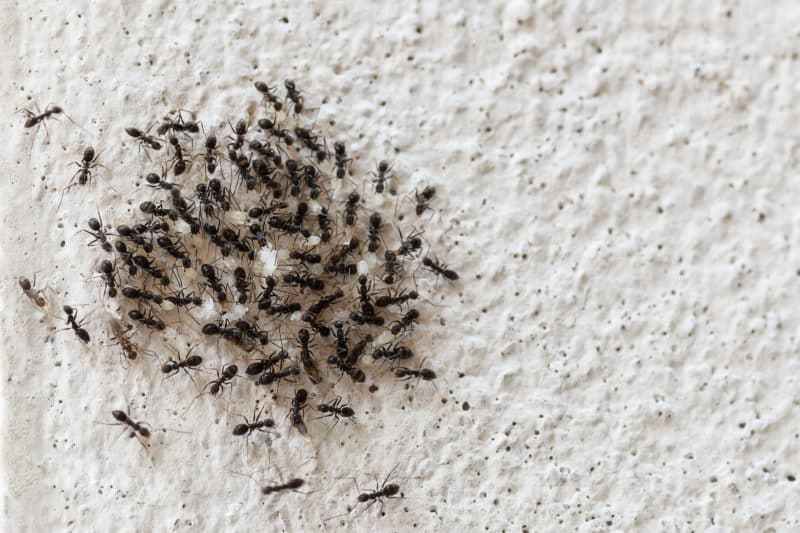 What Attracts Ants?