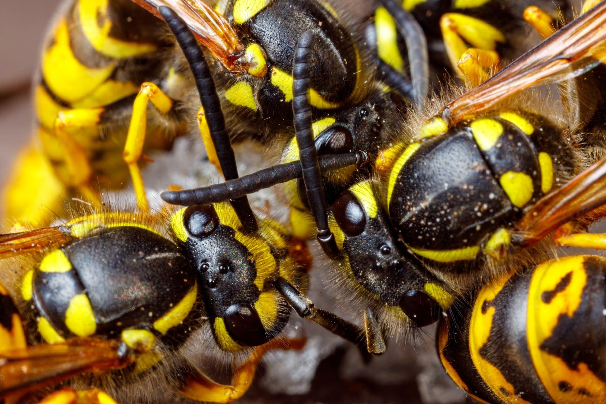 European Wasp