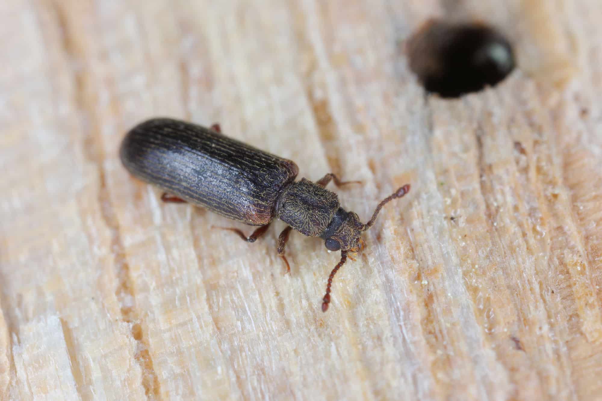Close up of borer