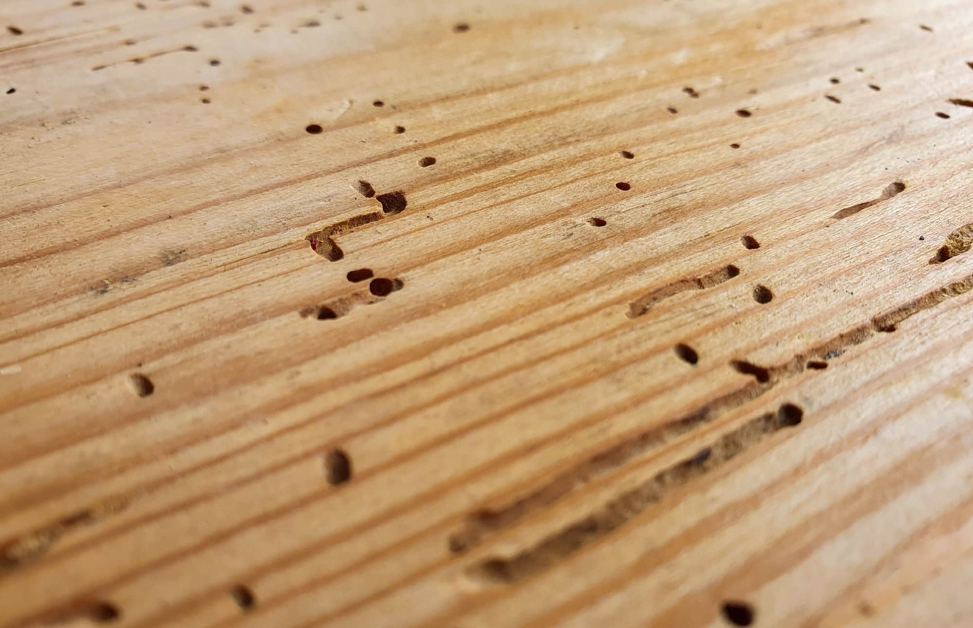 Damage from borer, protect your home