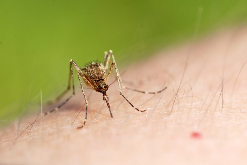 Mosquito Biting Skin