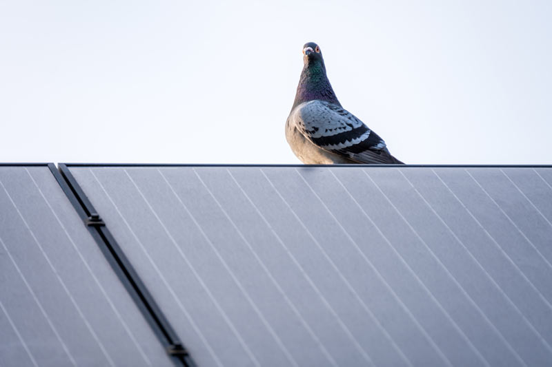 Bird Pest Control